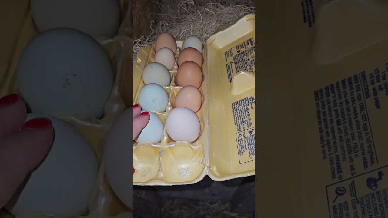 Let's gather eggs and check on Opal