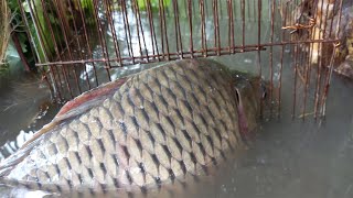 Underground Big Fish Catching By Old Technique | Primitive Fishing After Rain