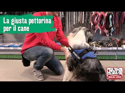 Video: Ottieni La Migliore Pettorina Per Cani Per Il Tipo Di Corpo Del Tuo Cane