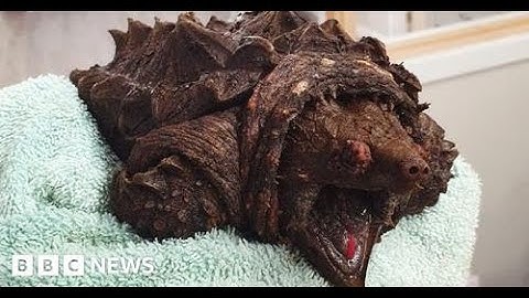 Invasive alligator snapping turtle found in Cumbria