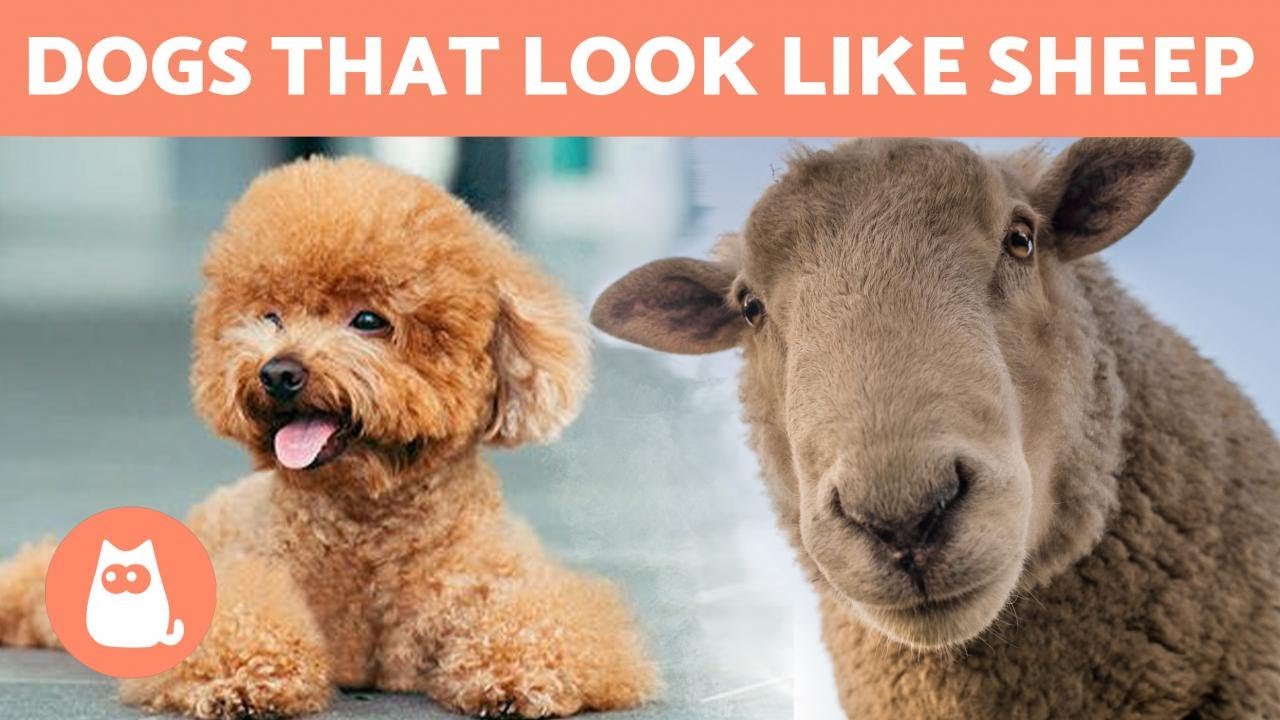 8 DOG BREEDS That Look Like SHEEP 🐑 or 🐩? - YouTube