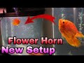 My *NEW* FLOWERHORN &amp; AQUARIUM || Buying NEW FLOWERHORN FISH || How to setup a Flowerhorn Fish Tank