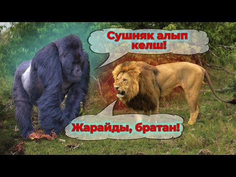 Бейне: Саңырауқұлақтар туралы білмейтін нәрсе сіздің итіңізді өлтіруі мүмкін