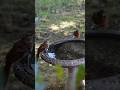 Brown Thrasher paused bath time so the robin could have a few sips of water 🐦💧#birds #shorts #nature