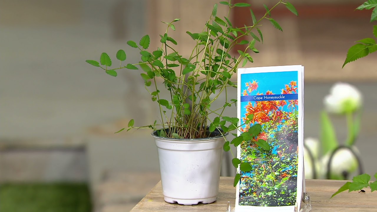 Ultimate Innovations Orange Cape Honeysuckle Live Plant on QVC