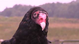 Nature's Air Show at the Bronx Zoo Featuring Barf the Turkey