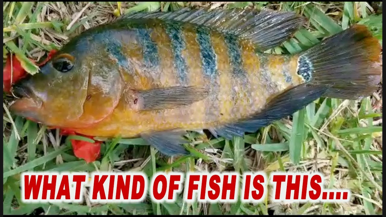 THIS SPECIES IS DANGEROUS FISHIN N DA HOOD bank fishing for bass