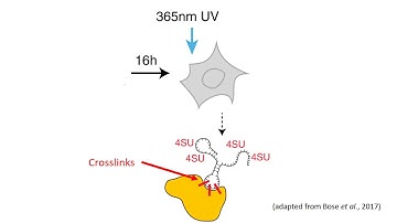 Studying RNA Binding Proteins Using PAR-CLIP