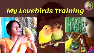 How to Train Lovebirds || My Lovebirds Training || Bird Training Tips by Kakuli || Bird Care screenshot 5