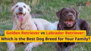 Golden Retriever vs Labrador Retriever: Which is the Best Dog Breed for Your Family?  #LabShepTV