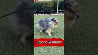 Dogs vs Weather! #funny #shorts #shortvideo  #youtubeshorts #youtube #ytshorts #viral #trending #dog
