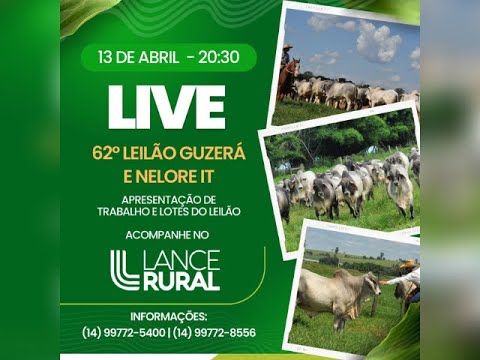 Live: 62° Leilão Guzerá e Nelore IT 