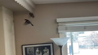 BIRDS in the house! by RYL G 56 views 1 year ago 1 minute, 16 seconds