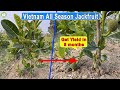 Vietnam all season jackfruit 8month old tree fruit production  contact  9333227579