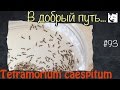 Скажем пока муравьям // Tetramorium caespitum // #93