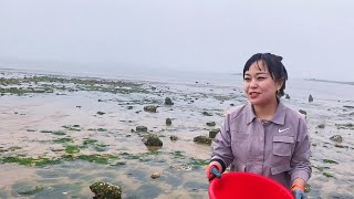 【ENG SUB】小章赶海，发现大量多宝鱼，发财了！甩来甩去自己跑到了桶中