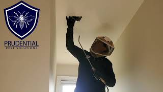 Yellow Jacket Nest in Ceiling Kennett Square screenshot 4