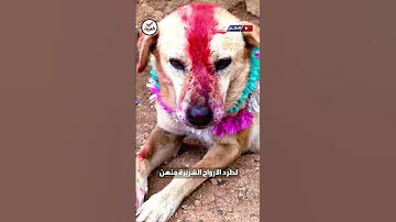 عالم غريب أجبروها على الزواج من كلب لسبب غريب 