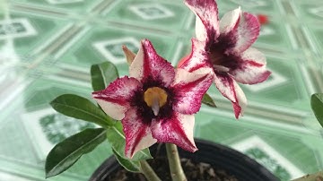 (Đã hết)Sứ hạt lai tạo 13/12/2025 - vườn sứ Ngô Gia chuyên sứ thái gieo hạt Zalo 0916 256 522