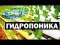 Галилео. Гидропоника 🍅 Hydroponics