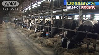 北海道で生乳生産ピーク　消費落ち込み廃棄の懸念も(20/05/20)