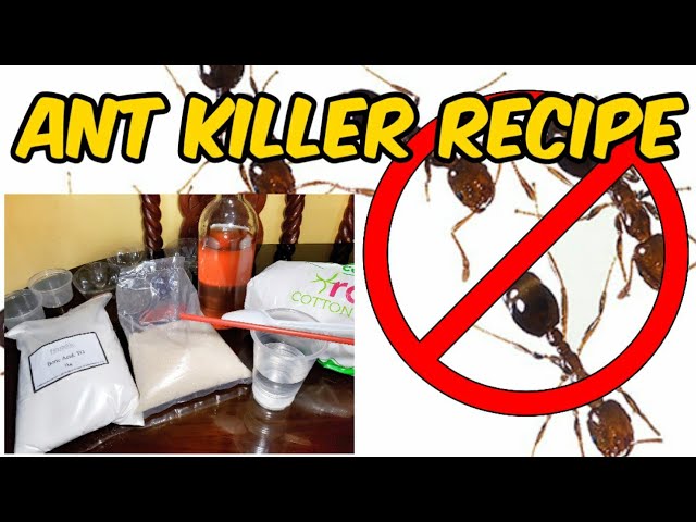 Ant Bait Recipe Using Boric Acid