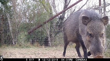 Browning Recon Force HD  Game Camera Footage