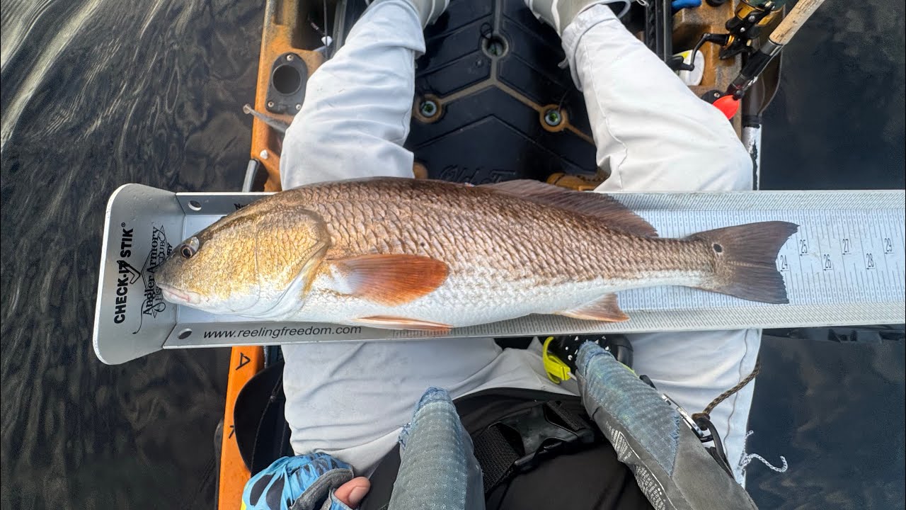 Pine Island is Infested with Big Fish. Old Town Autopilot 120. Kayak Fishing Charter.