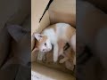Can I Hold ? #cat #hold #kittens #pusa