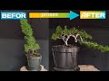 Cara membentuk  bonsai cemara sinensis