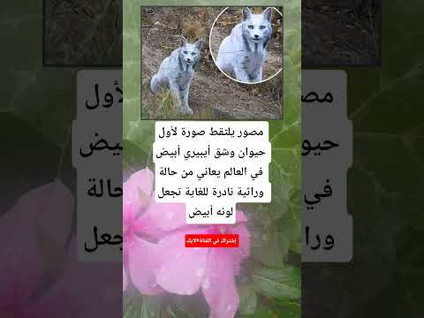 مصور يلتقط صورة لأول حيوان وشق أيبيري أبيض في العالم يعاني من حالة