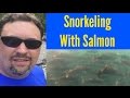 Snorkeling with Salmon [2016 Alaska Summer #8]