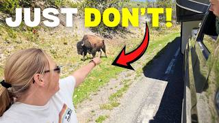 Welcome To The WILD, WILD West! Yellowstone | Buffalo Bill | Lewis & Clark