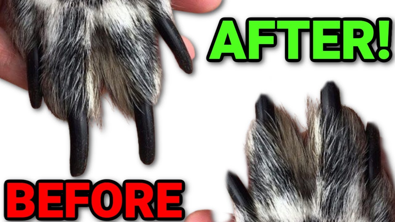 How to Trim Your Dog's Nails At Home