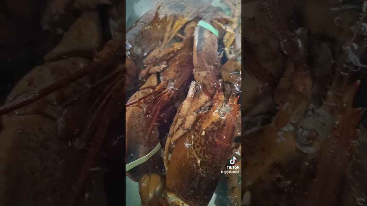 Лобстер та його команда😉