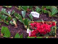 Taking Cuttings of Rhododendrons in the Garden and Filling the Propagation Frame