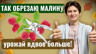 Обрезка ремонтантной малины осенью - как и когда обрезать правильно для богатого урожая
