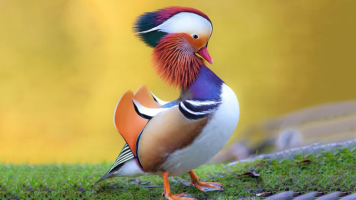 12 Most Beautiful Ducks in the World - DayDayNews