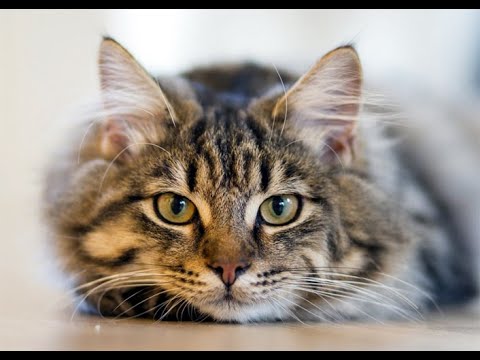 Il gatto. Origini, storia, evoluzione, igiene e salute pelo, orecchie e denti