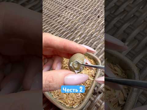 Как думаете я все правильно сделала? У него теперь есть шанс вылупиться 🐣