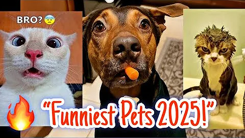 Video 11686041: funniest cats dogs, cat reaction