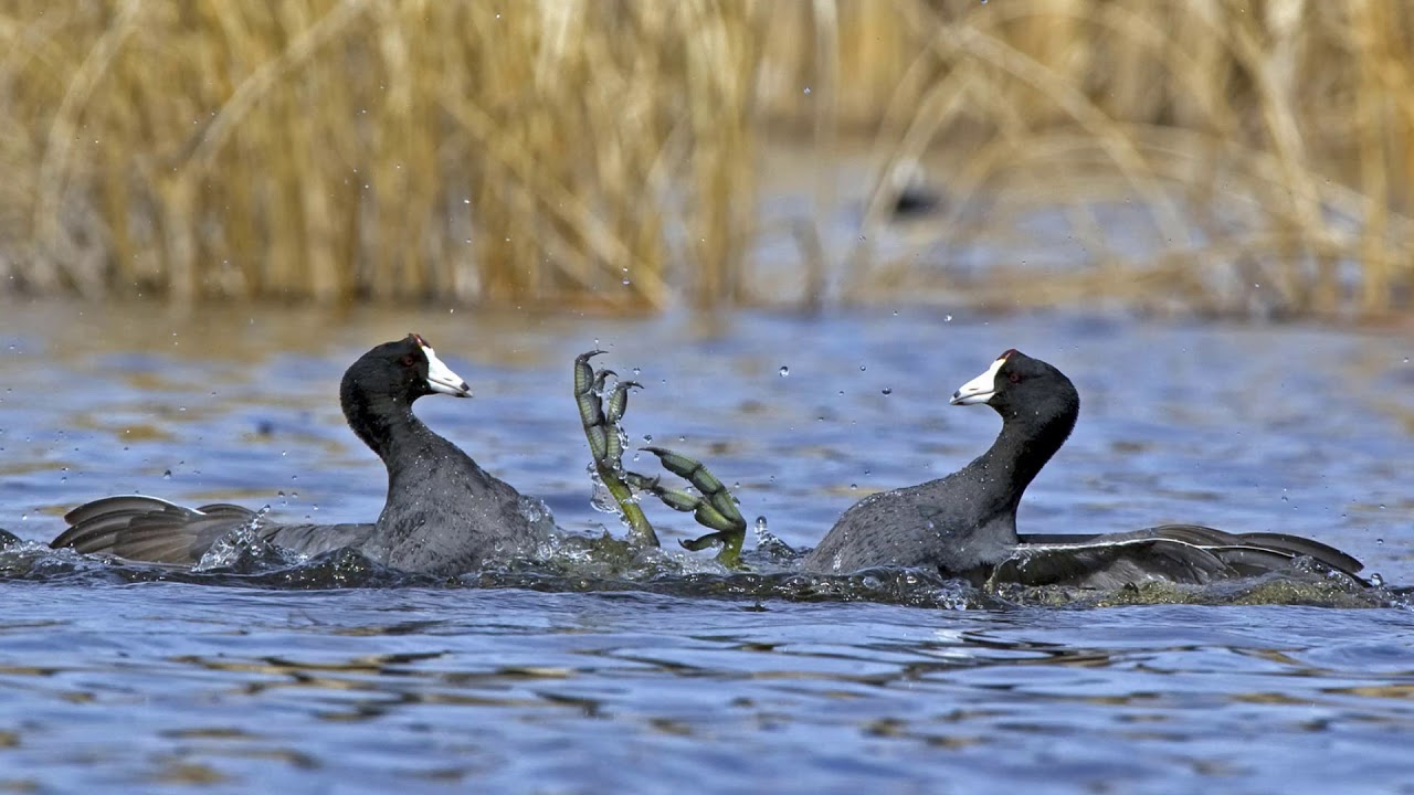 Amarican Coot Bird Hunting Call Mp3 (2019)