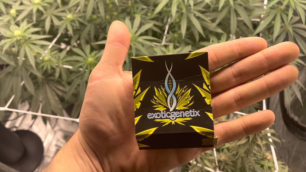 Cannabis Grow Update - Exotic Genetix - Funky Charms (Day 57)