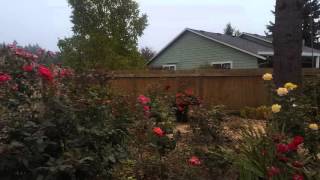 Tree removal Vancouver Washington