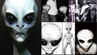 Grey Aliens and the Zeta Reticuli Species