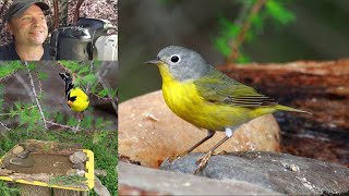 Wildlife Photography- A Scratch Build Bird Bath, a Photo Blind, and an Unexpected Bird!