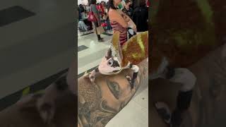 Pied Veiled Chameleon