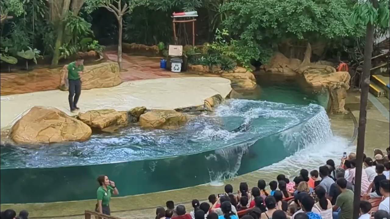 Singapore Zoofull show YouTube