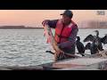 Cormorant fishing outdoors in strong winds, 3 ospreys lost in one day, what will happen to the catch