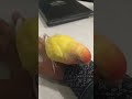 Lovebird | pet